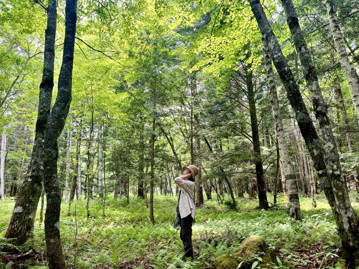 Nature's Renewal: Shinrinyoku (forest bathing) Mindfulness and Relaxation Tour 