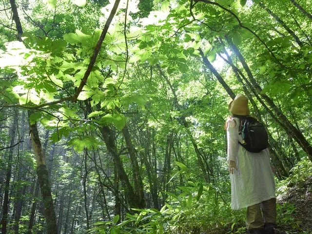 【Coming soon】 Nature's Renewal: Shinrinyoku (forest bathing) Mindfulness and Relaxation Tour 